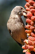 Streaky-headed Seedeater