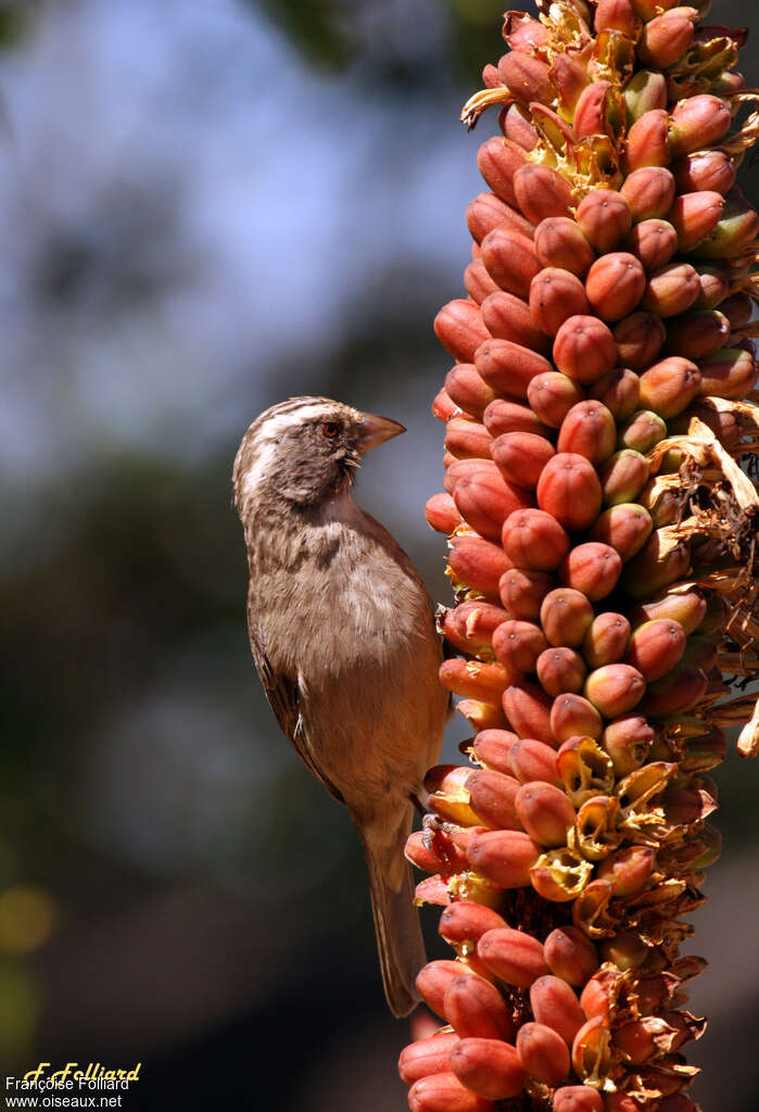 Streaky-headed Seedeateradult, identification