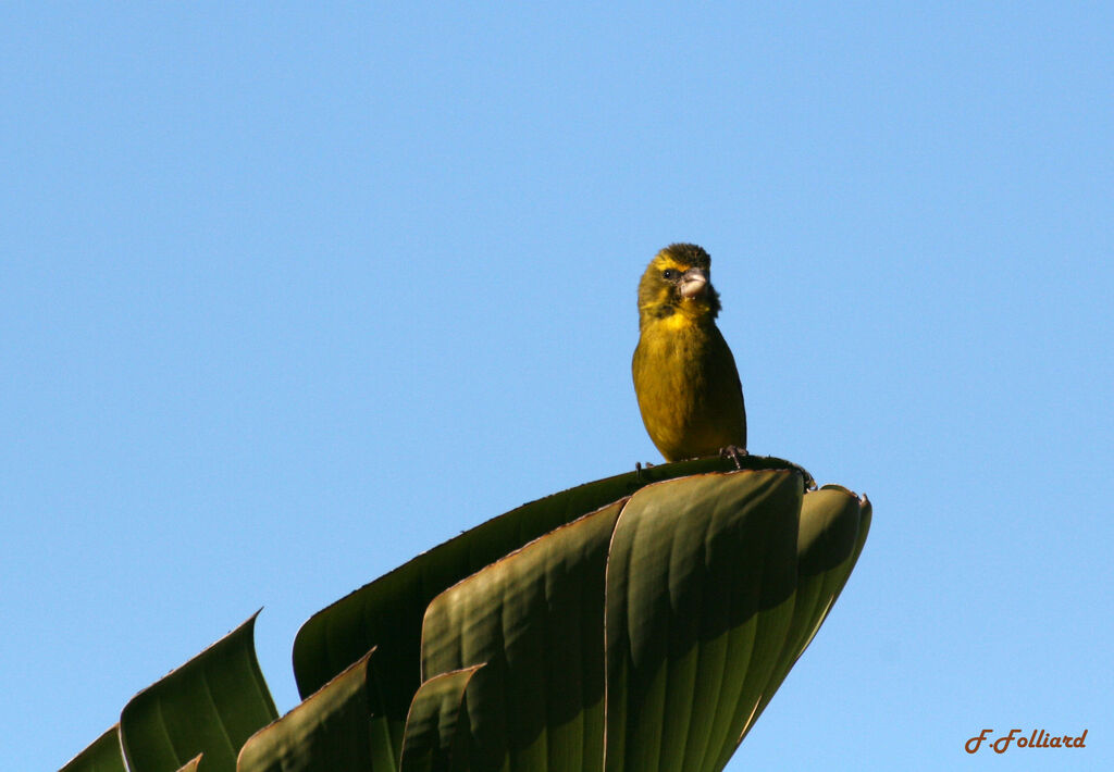 Serin soufréadulte, identification