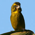 Serin soufré