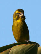 Brimstone Canary