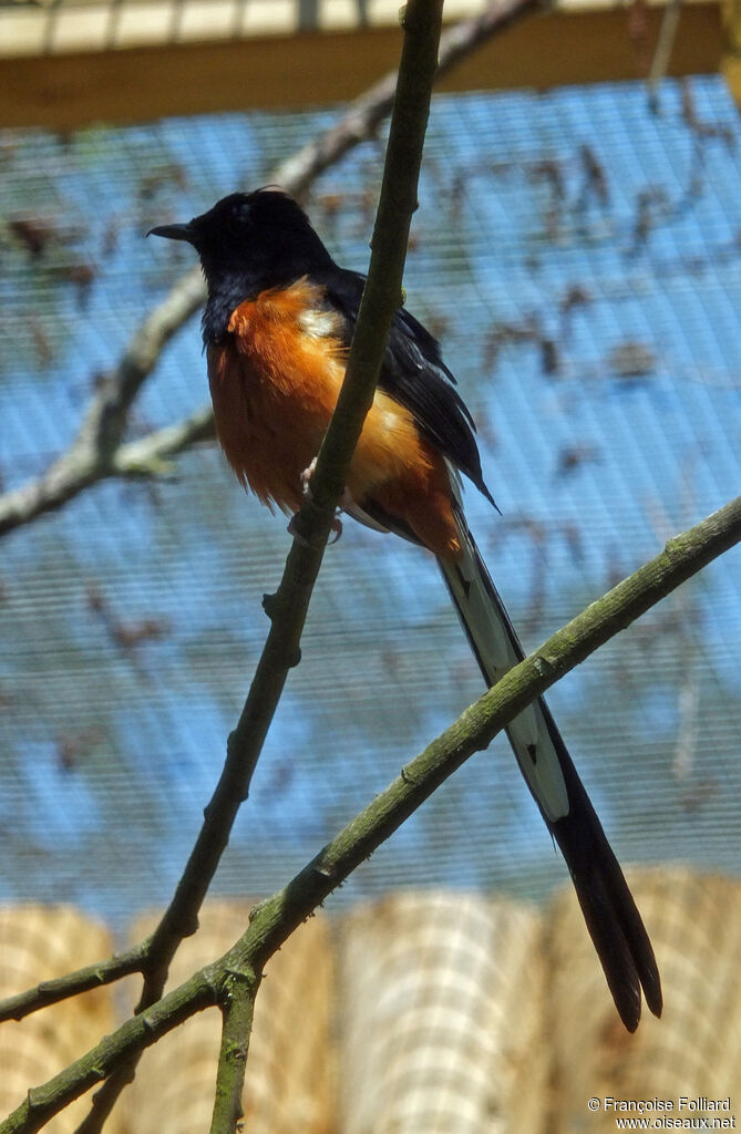 White-rumped Shama, identification