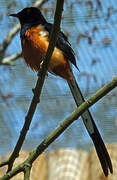 White-rumped Shama