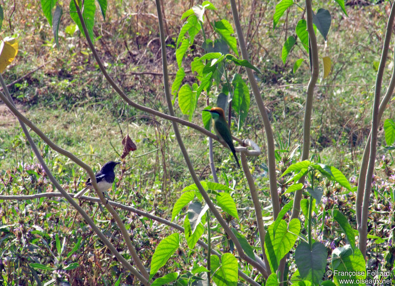 Oriental Magpie-Robin, identification