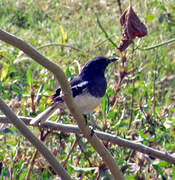 Oriental Magpie-Robin