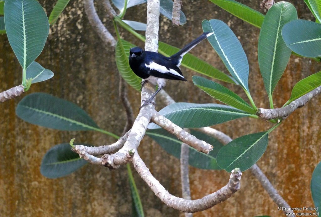 Oriental Magpie-Robin