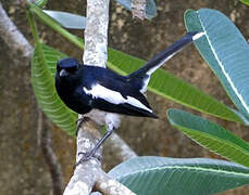 Oriental Magpie-Robin