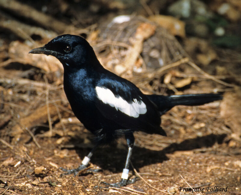 Seychelles Magpie-Robinadult, identification