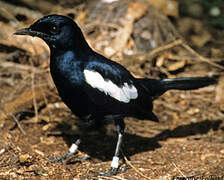 Seychelles Magpie-Robin