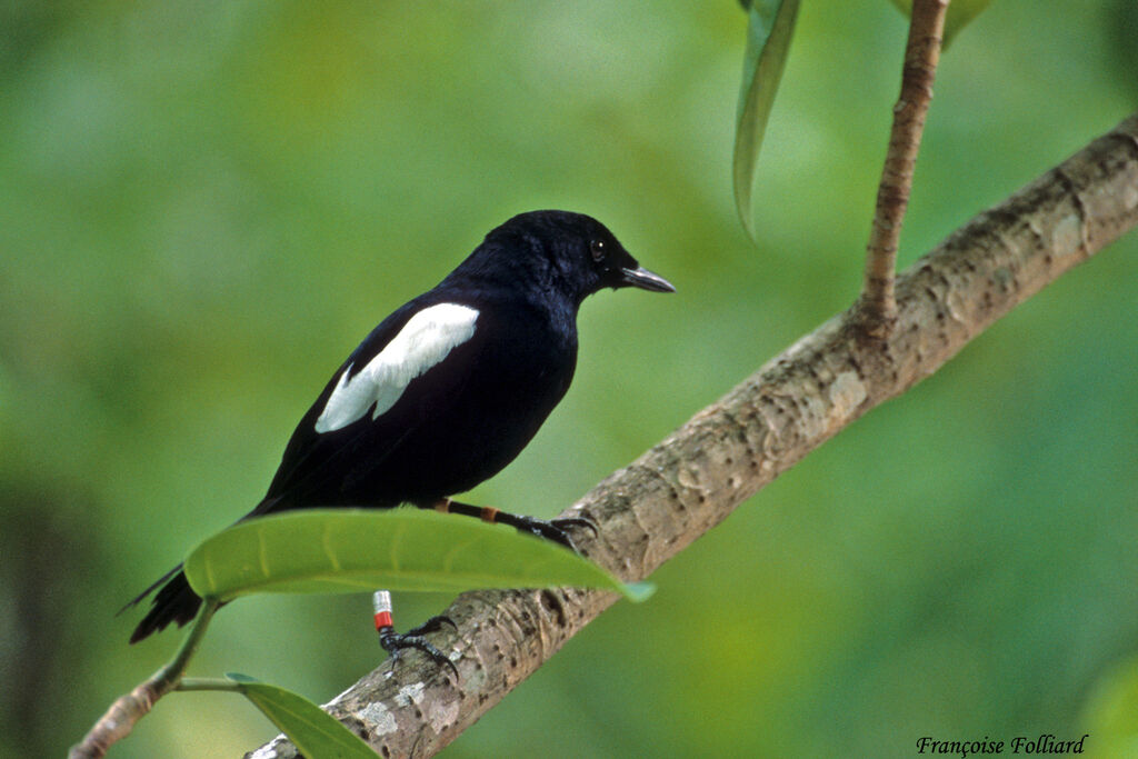 Seychelles Magpie-Robinadult, identification