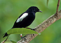 Seychelles Magpie-Robin