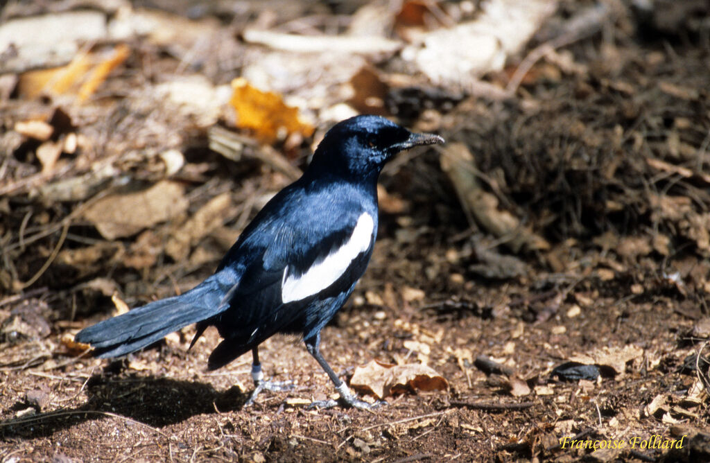 Seychelles Magpie-Robinadult, identification, Behaviour