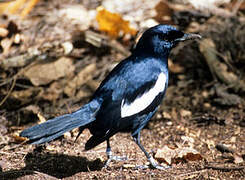 Seychelles Magpie-Robin