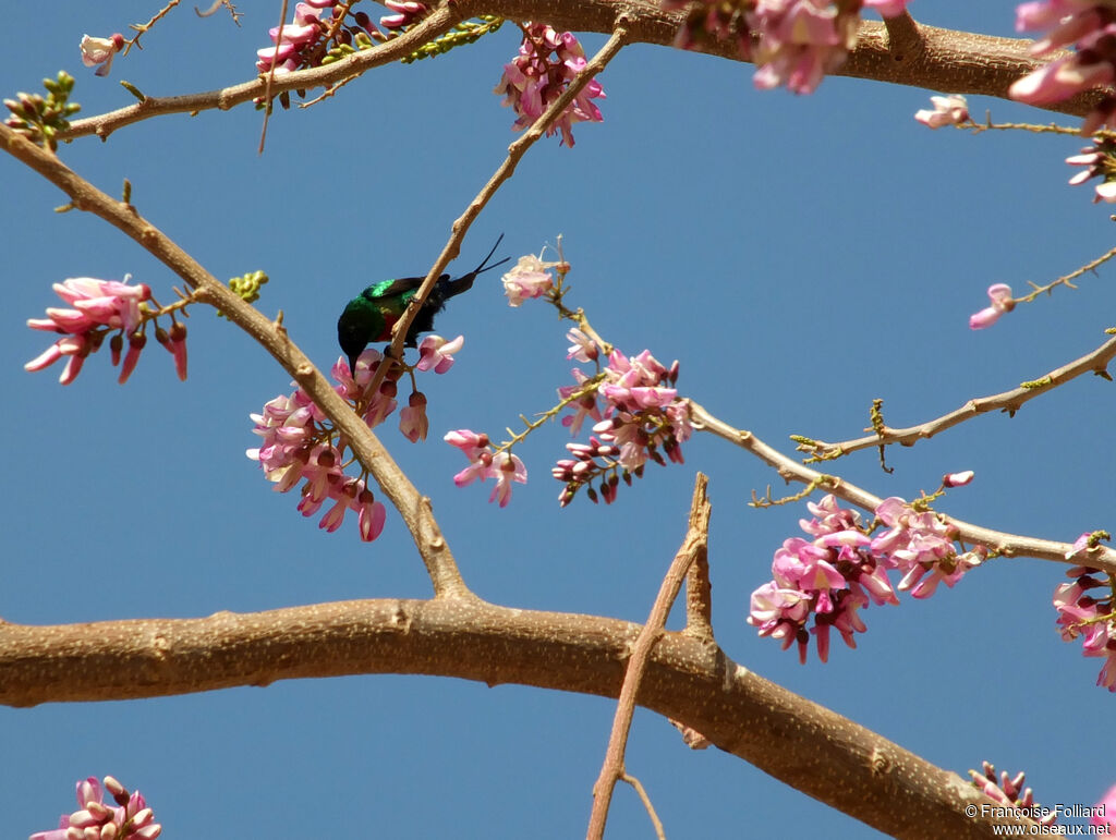 Beautiful Sunbird, identification