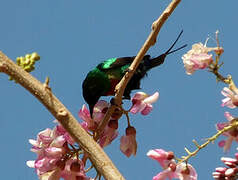 Beautiful Sunbird