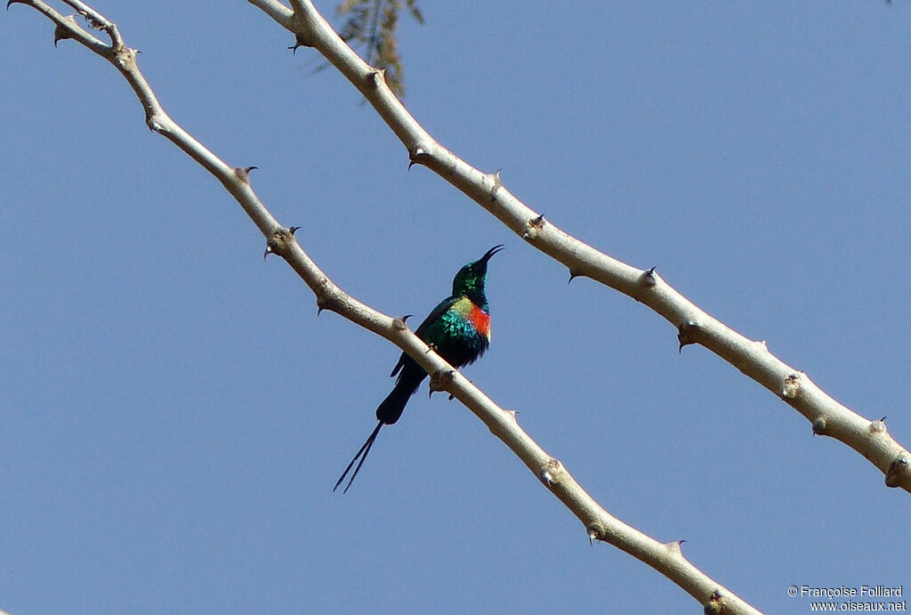 Beautiful Sunbird, identification