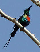 Beautiful Sunbird