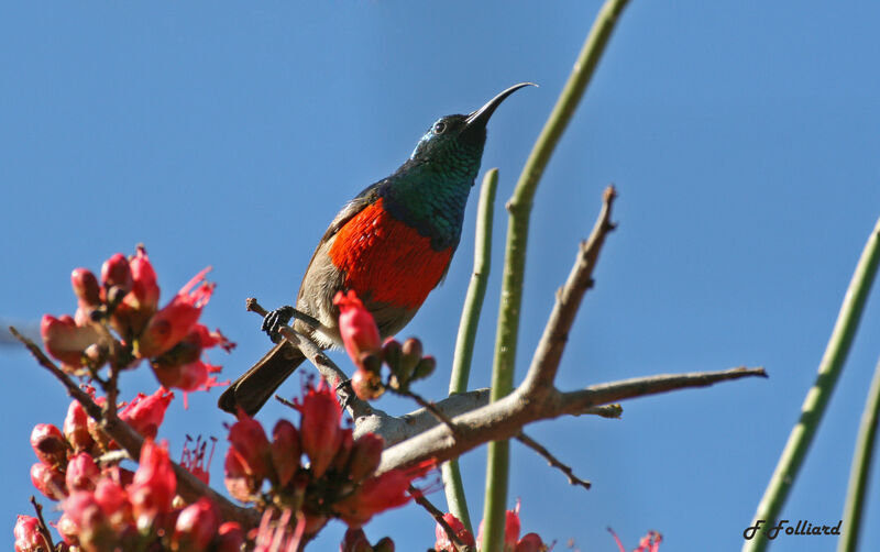 Greater Double-collared Sunbird male adult, identification