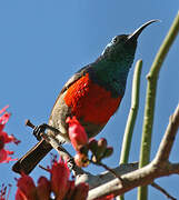 Greater Double-collared Sunbird