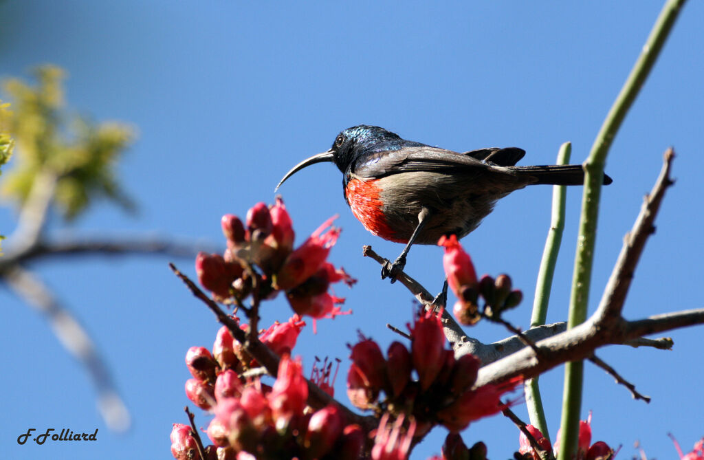 Greater Double-collared Sunbird male adult, identification