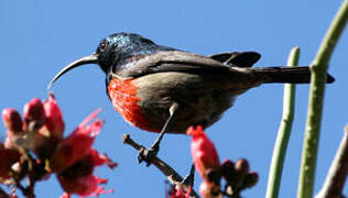 Greater Double-collared Sunbird