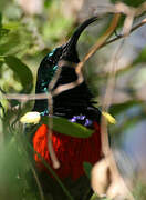 Greater Double-collared Sunbird