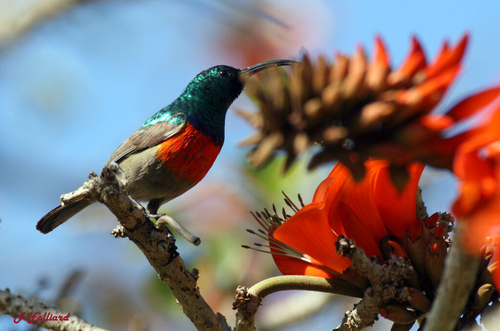 Greater Double-collared Sunbirdadult, identification, feeding habits