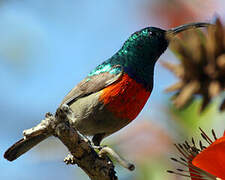 Greater Double-collared Sunbird