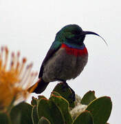 Southern Double-collared Sunbird