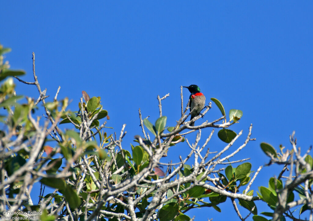 Southern Double-collared Sunbirdadult, identification