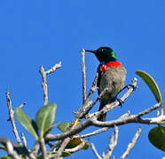 Southern Double-collared Sunbird