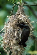 Seychelles Sunbird