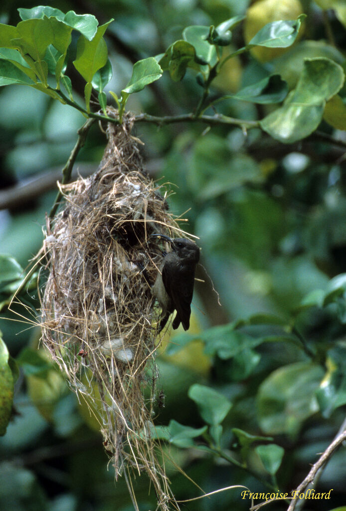 Seychelles Sunbirdadult, Reproduction-nesting