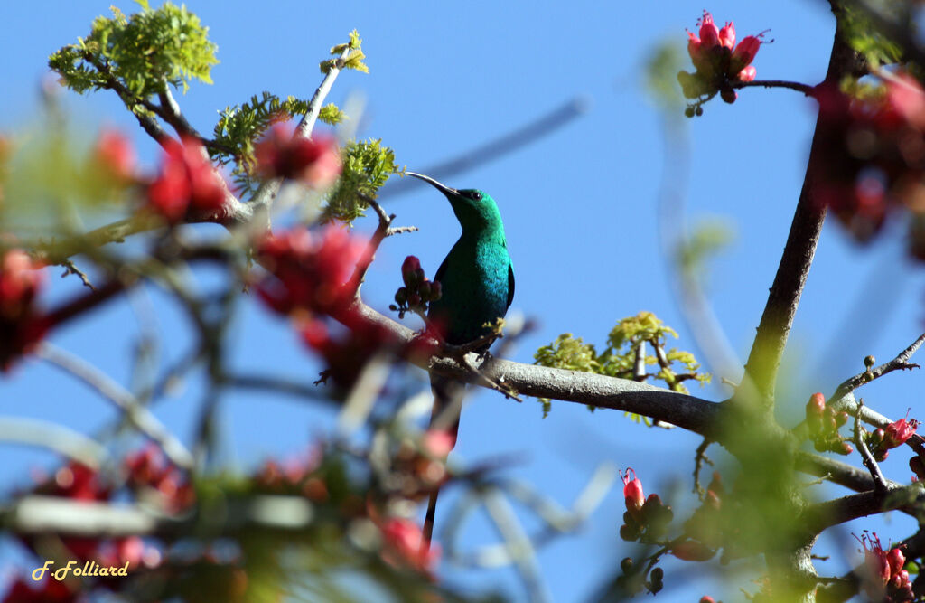 Souimanga malachite mâle adulte, identification