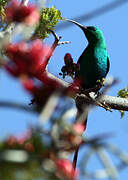 Malachite Sunbird