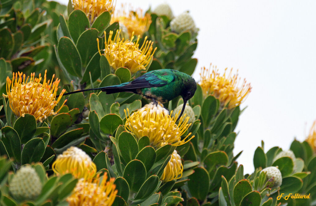 Malachite Sunbird male adult, identification, feeding habits