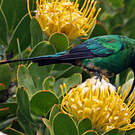 Souimanga malachite
