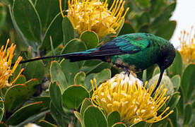 Malachite Sunbird