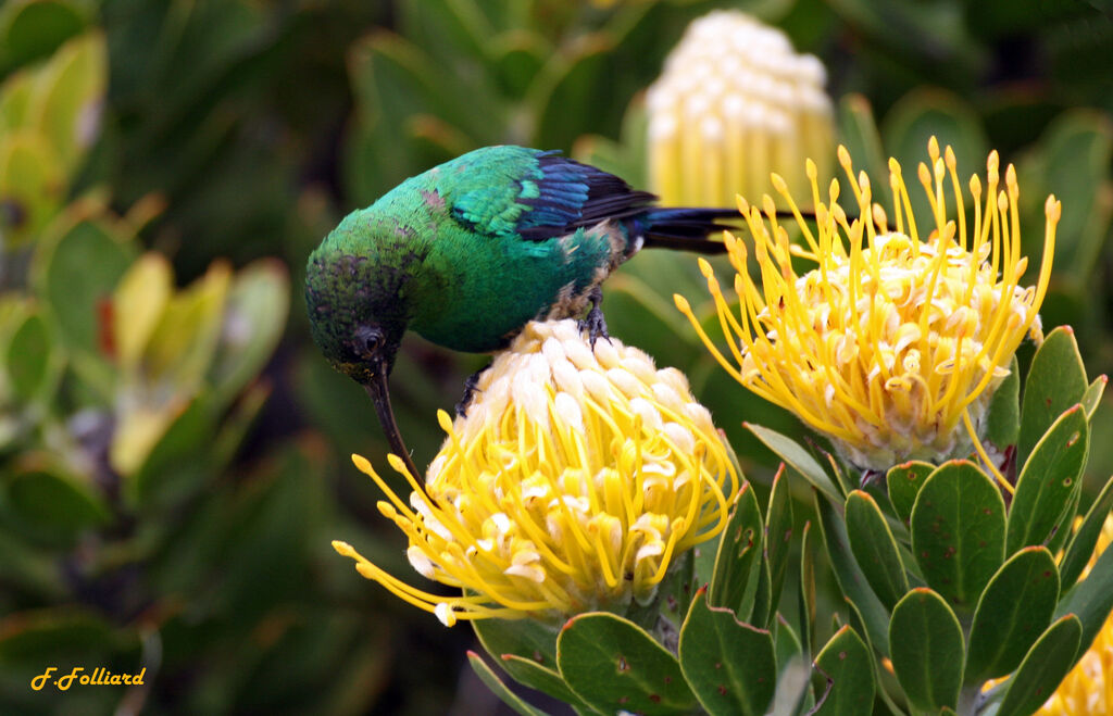 Malachite Sunbird male adult, identification, feeding habits