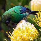 Souimanga malachite