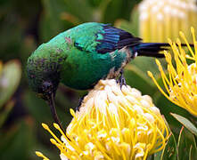 Malachite Sunbird