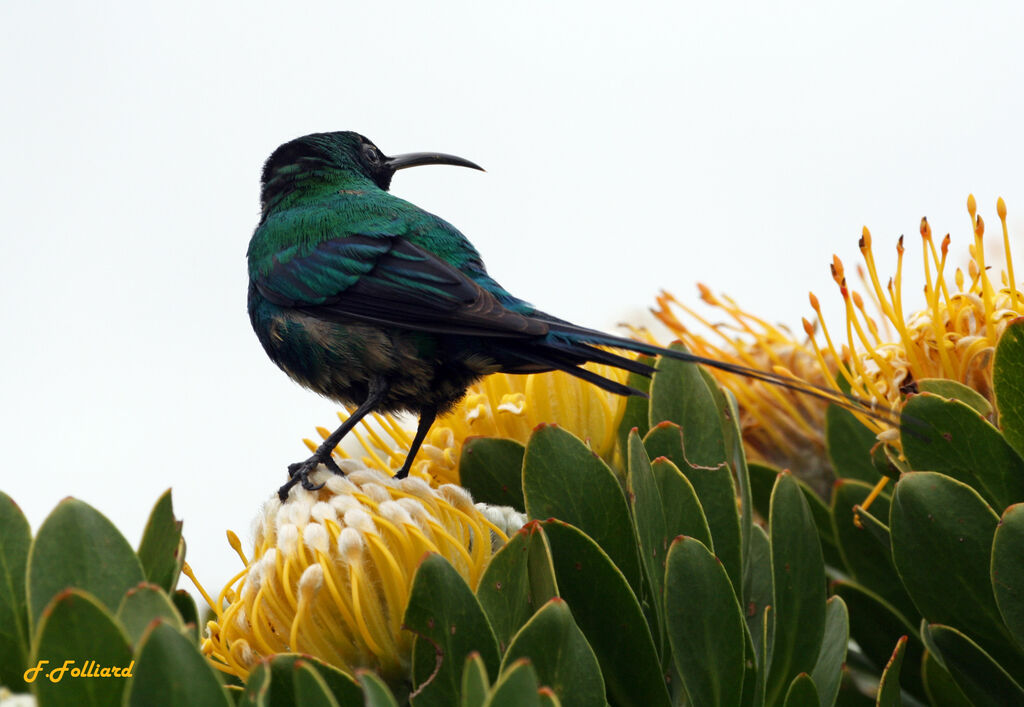 Souimanga malachite mâle adulte, identification