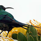 Souimanga malachite
