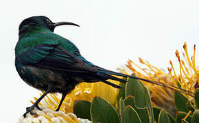 Malachite Sunbird