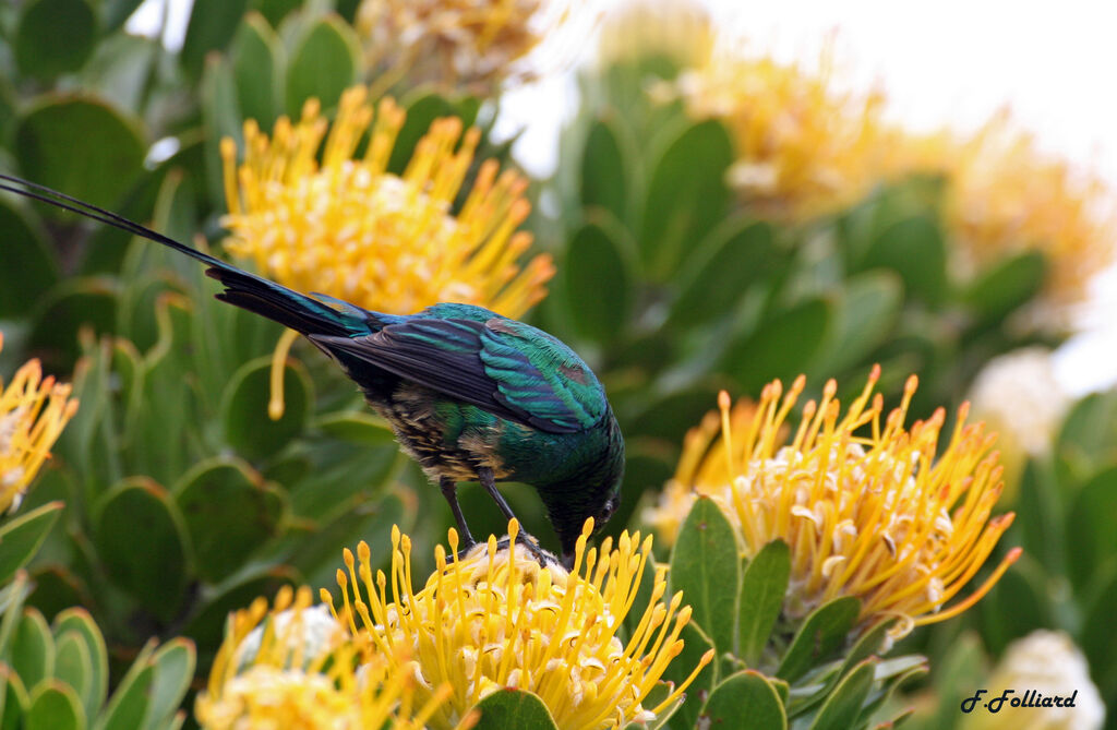 Malachite Sunbird male adult, identification, Behaviour