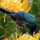 Souimanga malachite