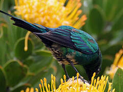 Malachite Sunbird