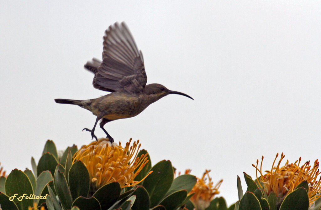 Malachite Sunbird female adult, Flight