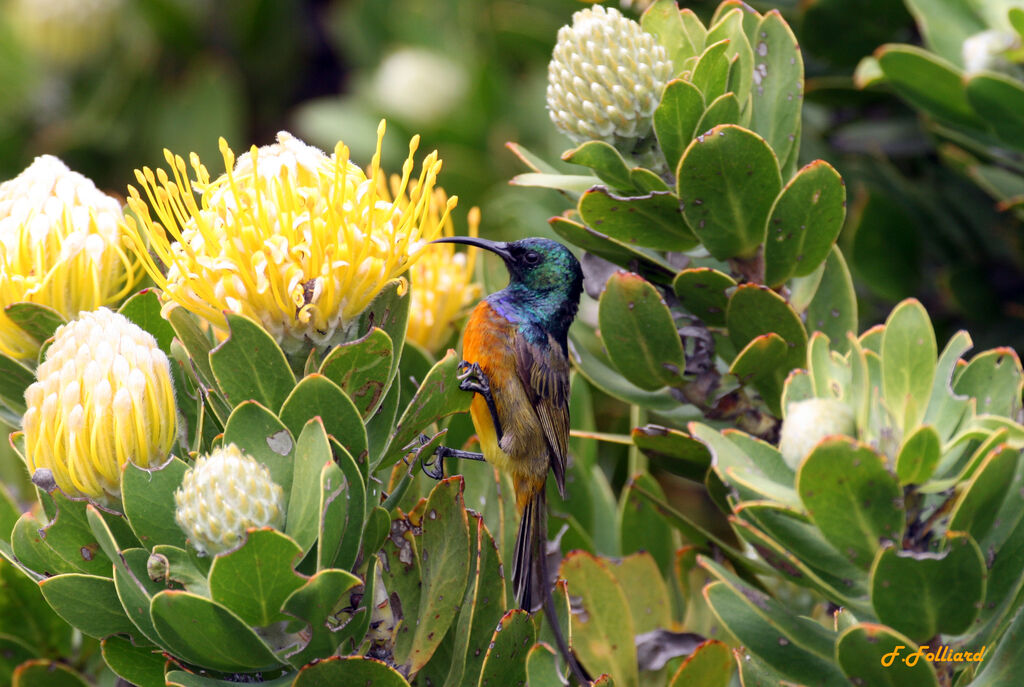 Orange-breasted Sunbird male adult, identification