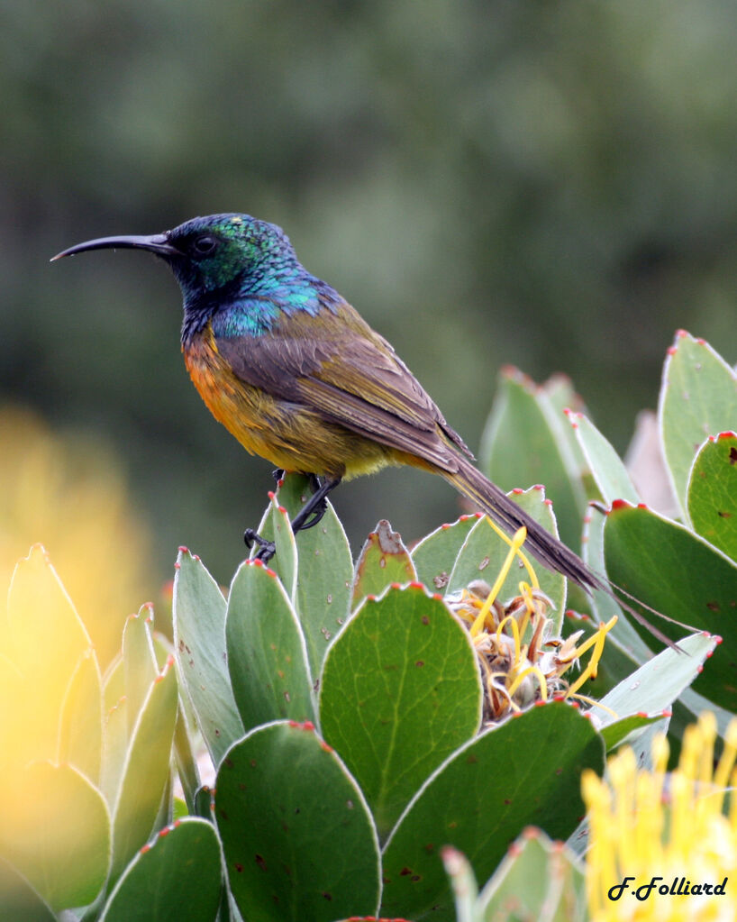 Orange-breasted Sunbird male adult, identification